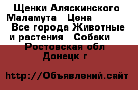 Щенки Аляскинского Маламута › Цена ­ 10 000 - Все города Животные и растения » Собаки   . Ростовская обл.,Донецк г.